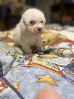 max, a male Poodle - Miniature  for sale in Pelham, NC – 1 of 3