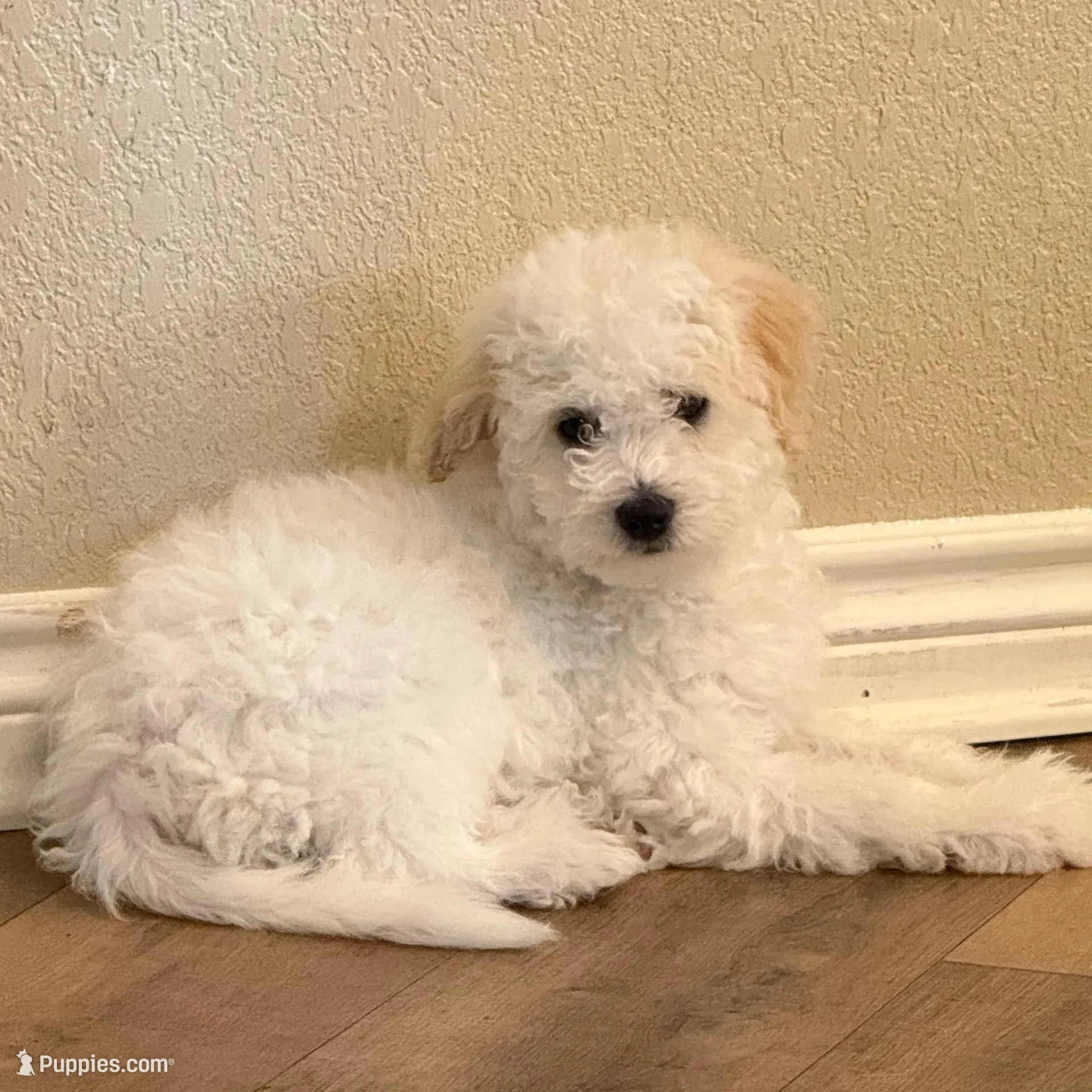 Maltipoo