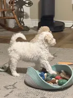 Maltipoo, a male Maltipoo for sale in Taylor, TX – Photo 2 of 2