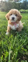 Miss Pink , a female Poodle - Miniature  for sale in Warsaw, IN – 6 of 7