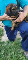 Miss pink, a female Labradoodle for sale in Warsaw, IN – 8 of 8