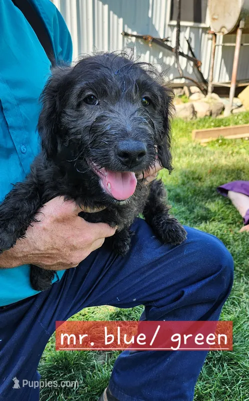 Mr. Blue/green  – Labradoodle puppy for sale in Warsaw, IN
