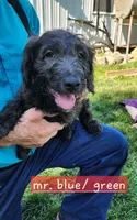 Mr. Blue/green , a male Labradoodle for sale in Warsaw, IN – 1 of 10