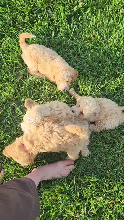 Mr green , a male Poodle - Miniature  for sale in Warsaw, IN – 6 of 6