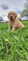 Miss Hot pink , a female Golden Retriever for sale in Warsaw, IN – Photo 2 of 8