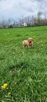 Miss Hot pink , a female Golden Retriever for sale in Warsaw, IN – Photo 5 of 8