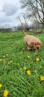 Miss Hot pink , a female Golden Retriever for sale in Warsaw, IN – Photo 4 of 8