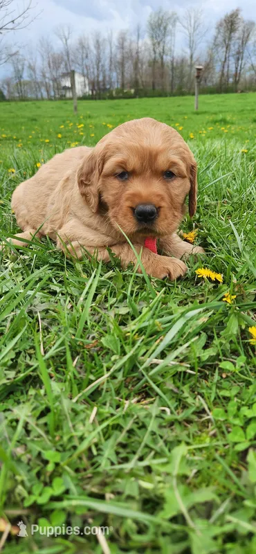 Miss Hot pink  – Golden Retriever puppy for sale in Warsaw, IN