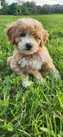 Miss Pink , a female Poodle - Miniature  for sale in Warsaw, IN – 3 of 7