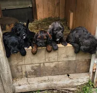 Miss Lavender, a female Labradoodle for sale in Warsaw, IN – Photo 9 of 9