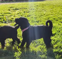 Miss Lavender, a female Labradoodle for sale in Warsaw, IN – Photo 7 of 9