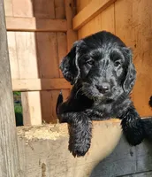 Miss Lavender, a female Labradoodle for sale in Warsaw, IN – Photo 2 of 9