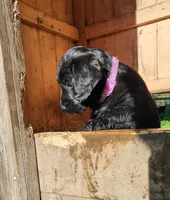 Miss Lavender, a female Labradoodle for sale in Warsaw, IN – Photo 4 of 9