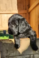 Miss Lavender, a female Labradoodle for sale in Warsaw, IN – Photo 3 of 9