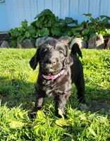 Miss Lavender, a female Labradoodle for sale in Warsaw, IN – Photo 5 of 9