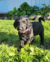 Miss Lavender, a female Labradoodle for sale in Warsaw, IN – Photo 6 of 9