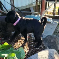 Miss Lavender, a female Labradoodle for sale in Warsaw, IN – Photo 8 of 9