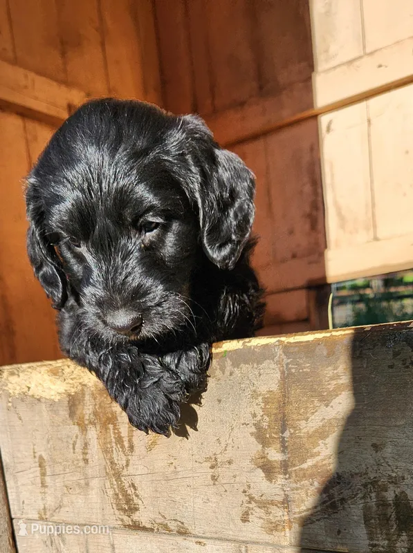 Miss Lavender, a female Labradoodle for sale in Warsaw, IN – Photo 1 of 9