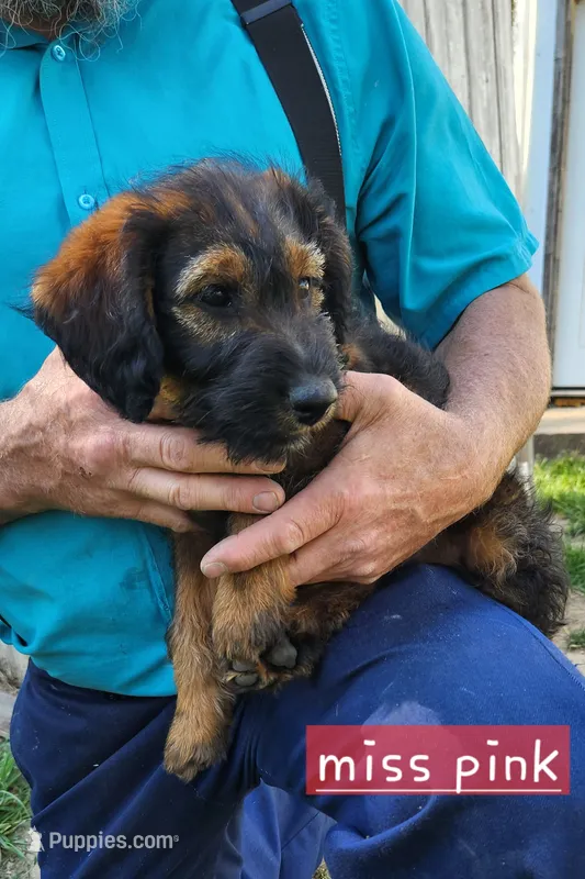 Miss pink – Labradoodle puppy for sale in Warsaw, IN