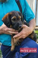 Miss pink, a female Labradoodle for sale in Warsaw, IN – 1 of 8