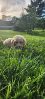 Miss purple , a female Poodle - Miniature  for sale in Warsaw, IN – 2 of 7