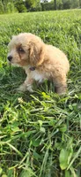 Miss purple , a female Poodle - Miniature  for sale in Warsaw, IN – 6 of 7