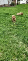 Mr Orange , a male Golden Retriever for sale in Warsaw, IN – Photo 5 of 7