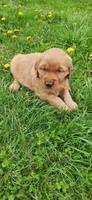 Mr Orange , a male Golden Retriever for sale in Warsaw, IN – Photo 1 of 7