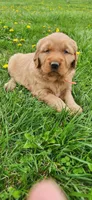Mr Orange , a male Golden Retriever for sale in Warsaw, IN – Photo 2 of 7
