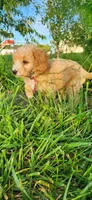 Miss Raspberry , a female Poodle - Miniature  for sale in Warsaw, IN – 4 of 7