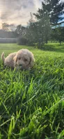Miss purple , a female Poodle - Miniature  for sale in Warsaw, IN – 3 of 7