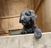 Mr. Blue/green , a male Labradoodle for sale in Warsaw, IN – Photo 2 of 7