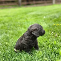 Mr. Blue/green , a male Labradoodle for sale in Warsaw, IN – Photo 6 of 7