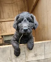 Mr. Blue/green , a male Labradoodle for sale in Warsaw, IN – Photo 3 of 7