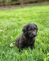 Mr. Blue/green , a male Labradoodle for sale in Warsaw, IN – Photo 1 of 7