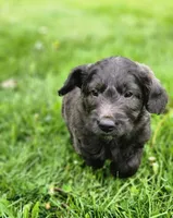 Mr. Blue/green , a male Labradoodle for sale in Warsaw, IN – Photo 5 of 7