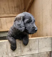 Mr. Blue/green , a male Labradoodle for sale in Warsaw, IN – Photo 4 of 7