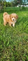 Miss Pink , a female Poodle - Miniature  for sale in Warsaw, IN – 5 of 7