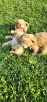 Miss Pink , a female Poodle - Miniature  for sale in Warsaw, IN – 4 of 7