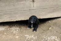 Mr. Blue, a male Labradoodle for sale in Warsaw, IN – Photo 4 of 6