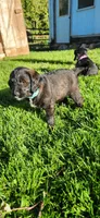 Mr. Blue, a male Labradoodle for sale in Warsaw, IN – Photo 6 of 6