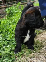 Mr. Blue, a male Labradoodle for sale in Warsaw, IN – Photo 5 of 6