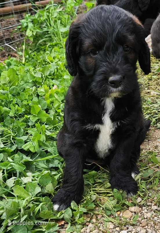 Mr. Blue – Labradoodle puppy for sale in Warsaw, IN