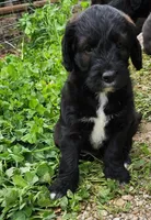 Mr. Blue, a male Labradoodle for sale in Warsaw, IN – Photo 1 of 6