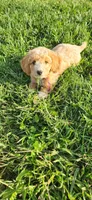 Miss Raspberry , a female Poodle - Miniature  for sale in Warsaw, IN – 2 of 7