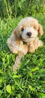 Mr green , a male Poodle - Miniature  for sale in Warsaw, IN – 4 of 6