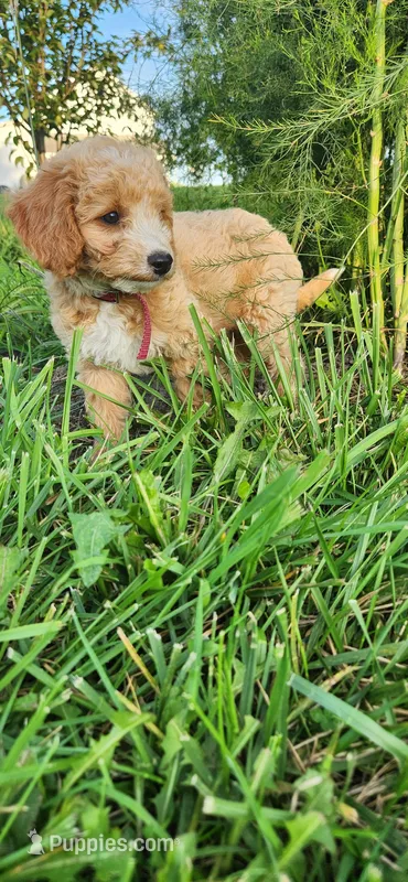 Miss Raspberry  – Poodle - Miniature  puppy for sale in Warsaw, IN