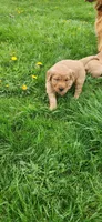 Miss Raspberry , a female Golden Retriever for sale in Warsaw, IN – Photo 6 of 8