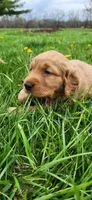 Miss Raspberry , a female Golden Retriever for sale in Warsaw, IN – Photo 4 of 8