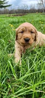 Miss Raspberry , a female Golden Retriever for sale in Warsaw, IN – Photo 1 of 8